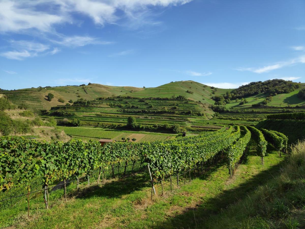 Апартаменты Weingut & Strausswirtschaft Vogel Фогтсбург Экстерьер фото