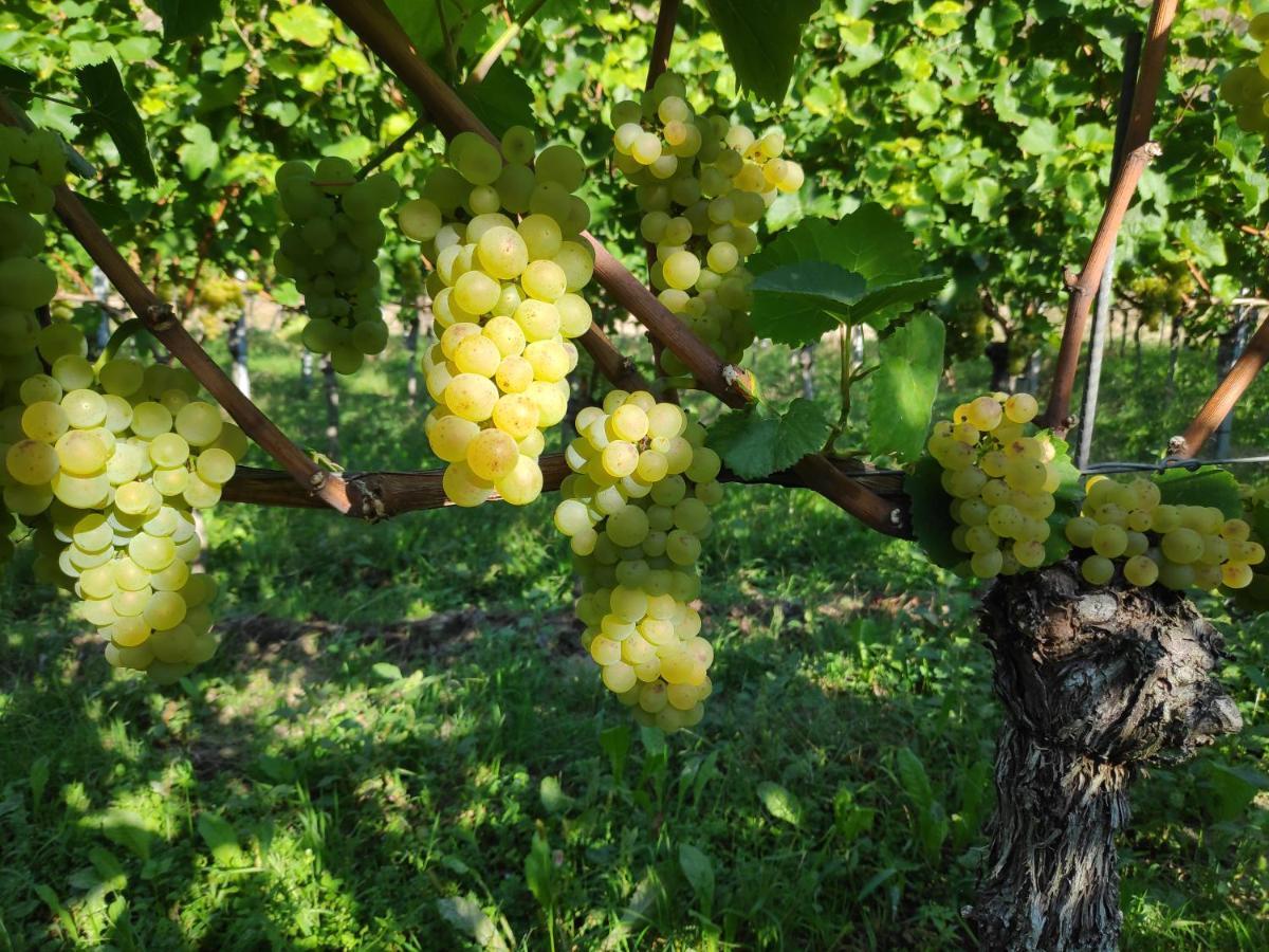 Апартаменты Weingut & Strausswirtschaft Vogel Фогтсбург Экстерьер фото