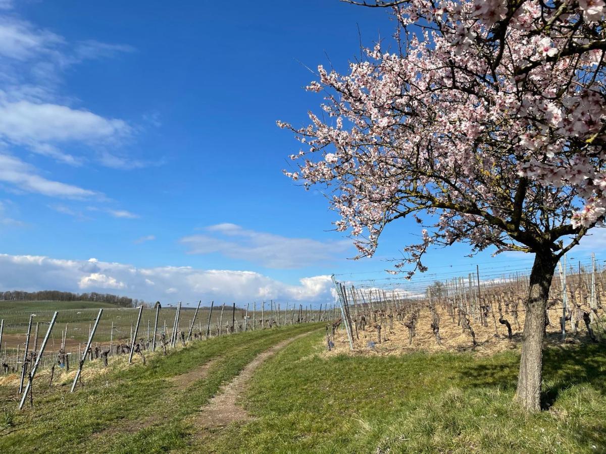 Апартаменты Weingut & Strausswirtschaft Vogel Фогтсбург Экстерьер фото