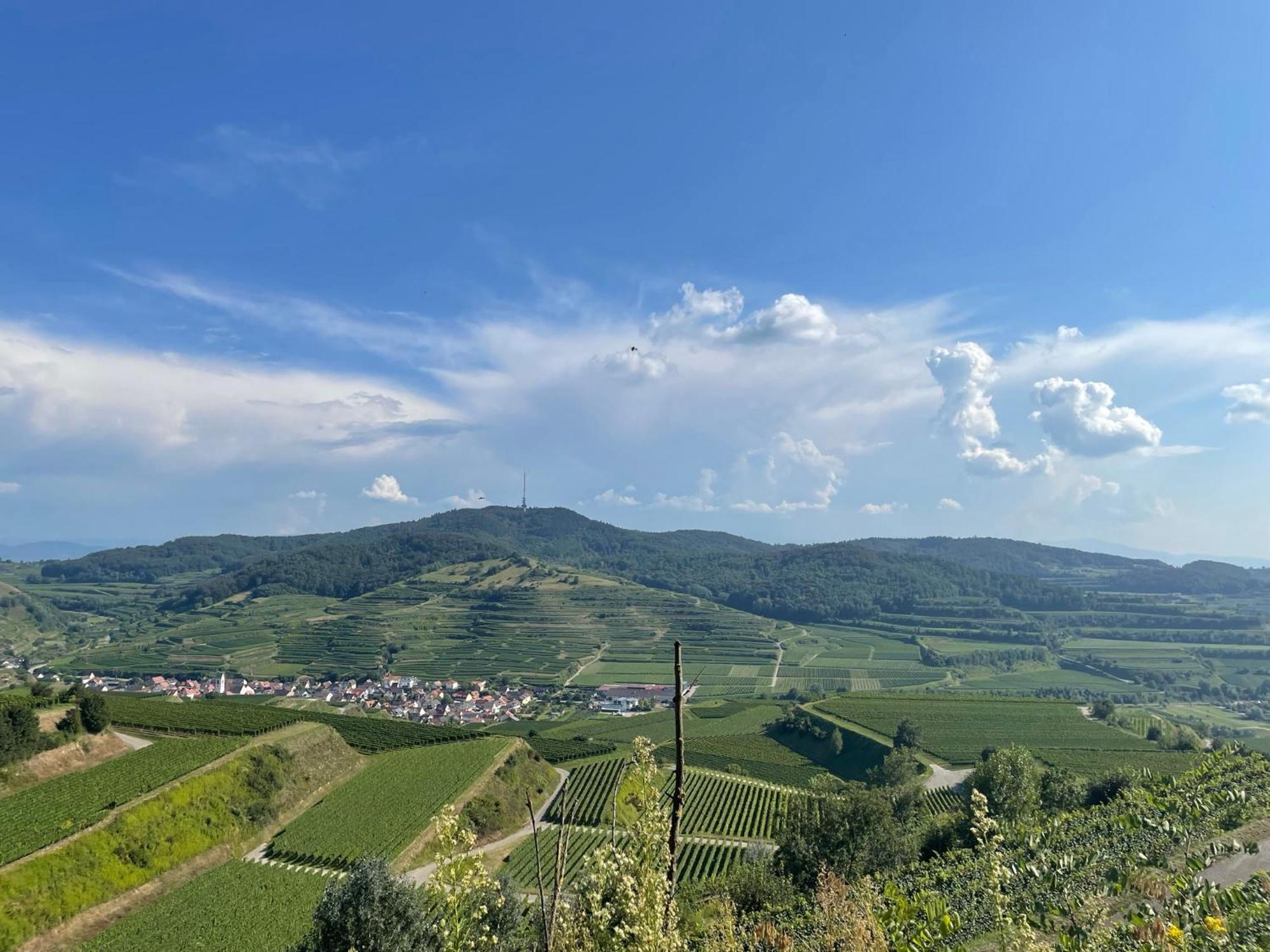 Апартаменты Weingut & Strausswirtschaft Vogel Фогтсбург Экстерьер фото